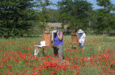 Painting Provence in the South of France
